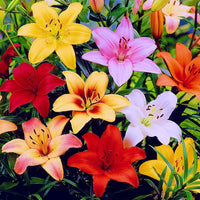Mixed Flower seeds for Planting - Garden Favorite, Heirloom & GMO Free Seeds for Home Garden