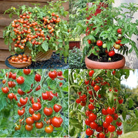 Rocoto Manzano Vegetable Seeds for Easy Planting