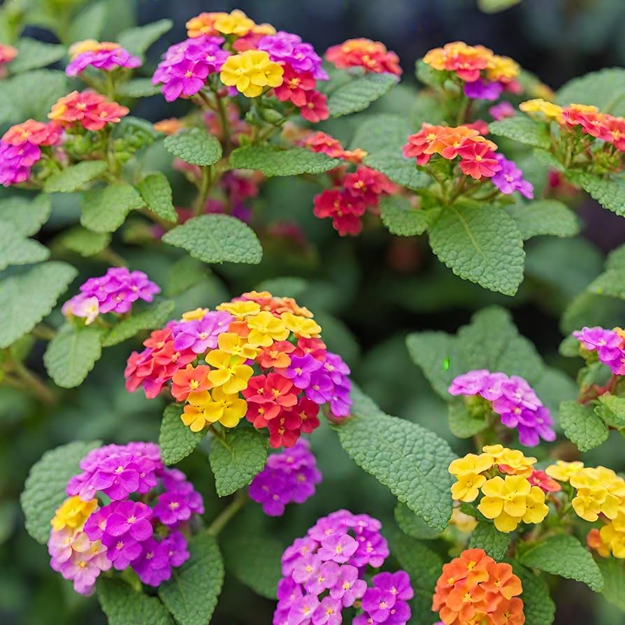 Mixed Rose Lantana Flower seeds for Planting Wildflower Mix Heirloom & GMO Free Seeds for Home Garden 
 
 Sale