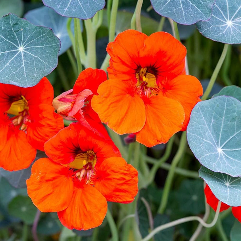 Nasturtium Flower seeds for Planting - Perfect for Borders, Heirloom & GMO Free Seeds for Home Garden
 
 Sale for planting in home garden