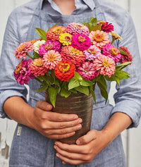 Zinnia Zinnia spp Flower Seeds for Planting in Flower Bed