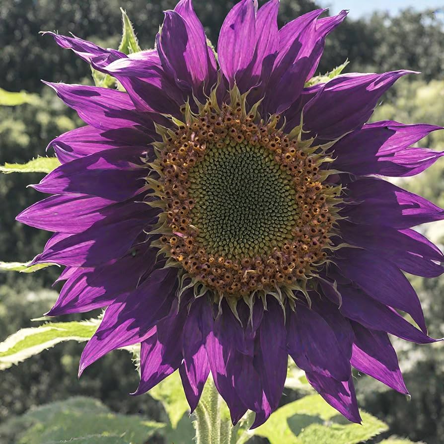 Violet Sunflower Flower Seeds for Planting Garden Favorite Heirloom & GMO Free Seeds for Home Garden
 
 Sale