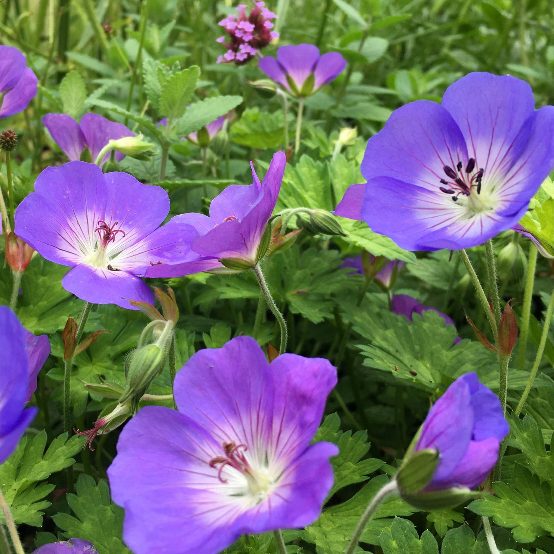 Deep Blue Geranium Flower seeds for Planting Sun Loving Heirloom & GMO Free Seeds for Home Garden 
 
 Sale