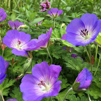 Deep Blue Geranium Flower seeds for Planting Sun Loving Heirloom & GMO Free Seeds for Home Garden 
 
 Sale