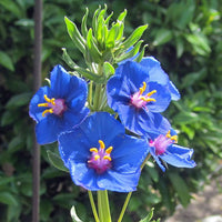 Blue Pimpernel Flower seeds for Planting - Cut Flower Favorite, Heirloom & GMO Free Seeds for Home Garden