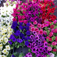 Hanging Petunia Melissa Original Seeds