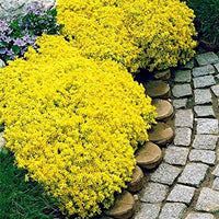Yellow Aubrieta Flower Seeds for Planting Drought Tolerant Heirloom & GMO Free Seeds for Home Garden
 
 Sale