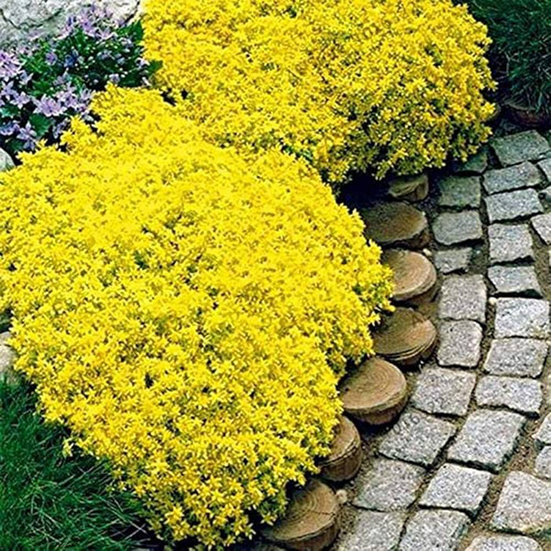 Yellow Aubrieta Flower Seeds for Planting Drought Tolerant Heirloom & GMO Free Seeds for Home Garden
 
 Sale