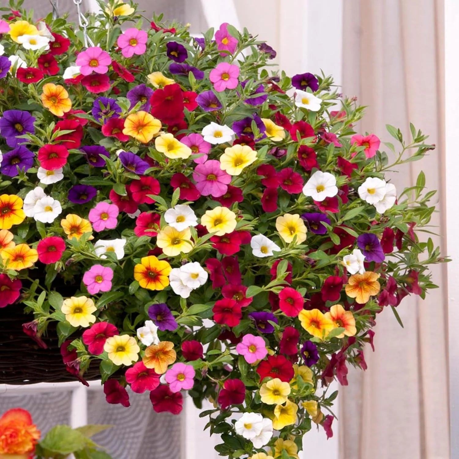 Heirloom Mixed Calibrachoa Flower seeds for Planting Garden Favorite Heirloom & GMO Free Seeds for Home Garden