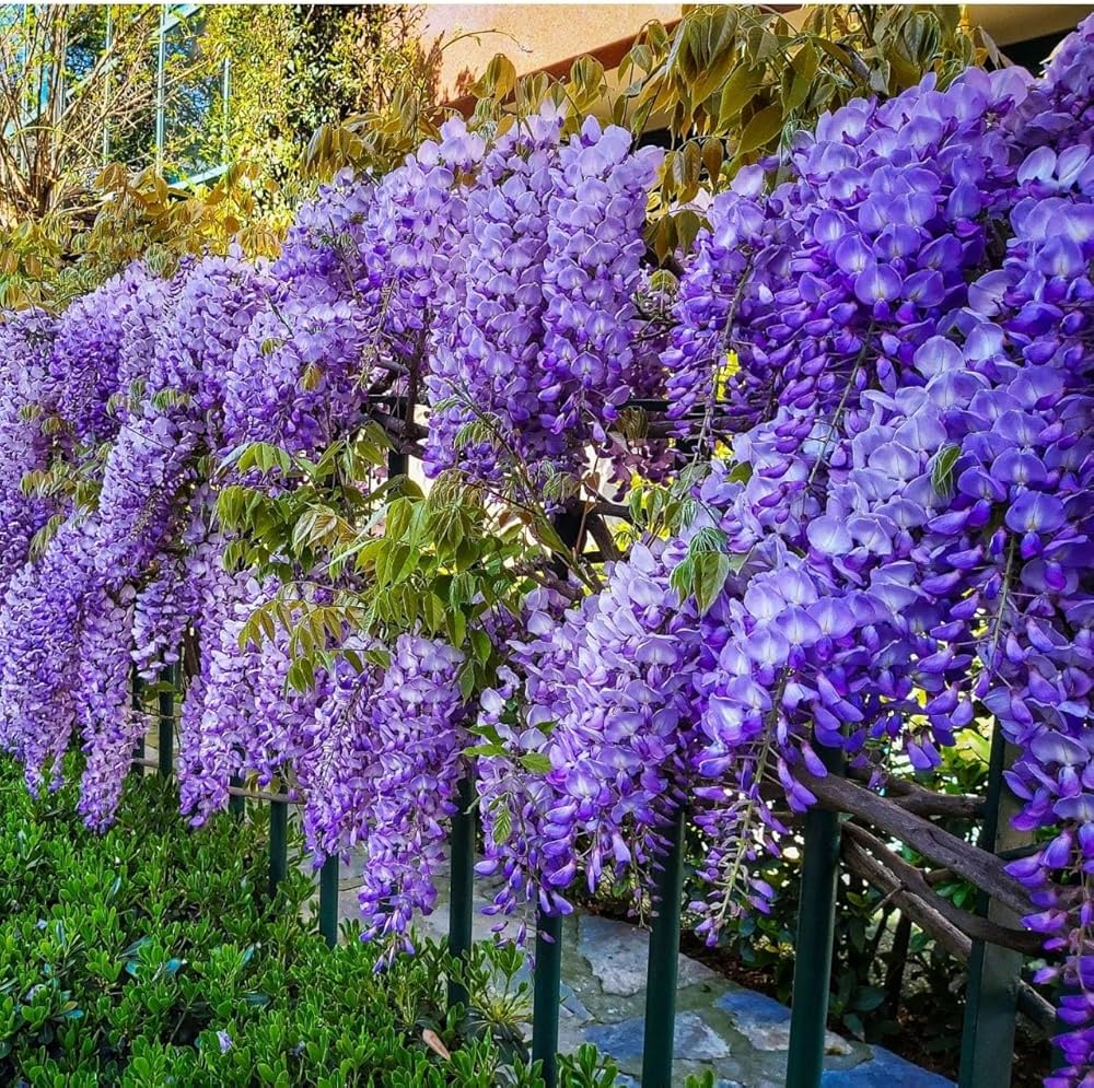 Mixed Wisteria Flower Seeds for Planting | Beautiful Cascading Blooms for Your Garden