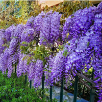 Mixed Wisteria Flower Seeds for Planting | Beautiful Cascading Blooms for Your Garden