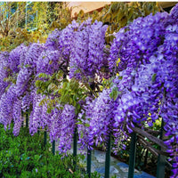 Wisteria Flower seeds for Planting Compact Growth Heirloom & GMO Free Seeds for Home Garden