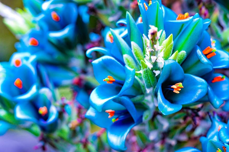 Violet Sapphire Tower Flower seeds for Planting - Drought Tolerant, Heirloom & GMO Free Seeds for Home Garden