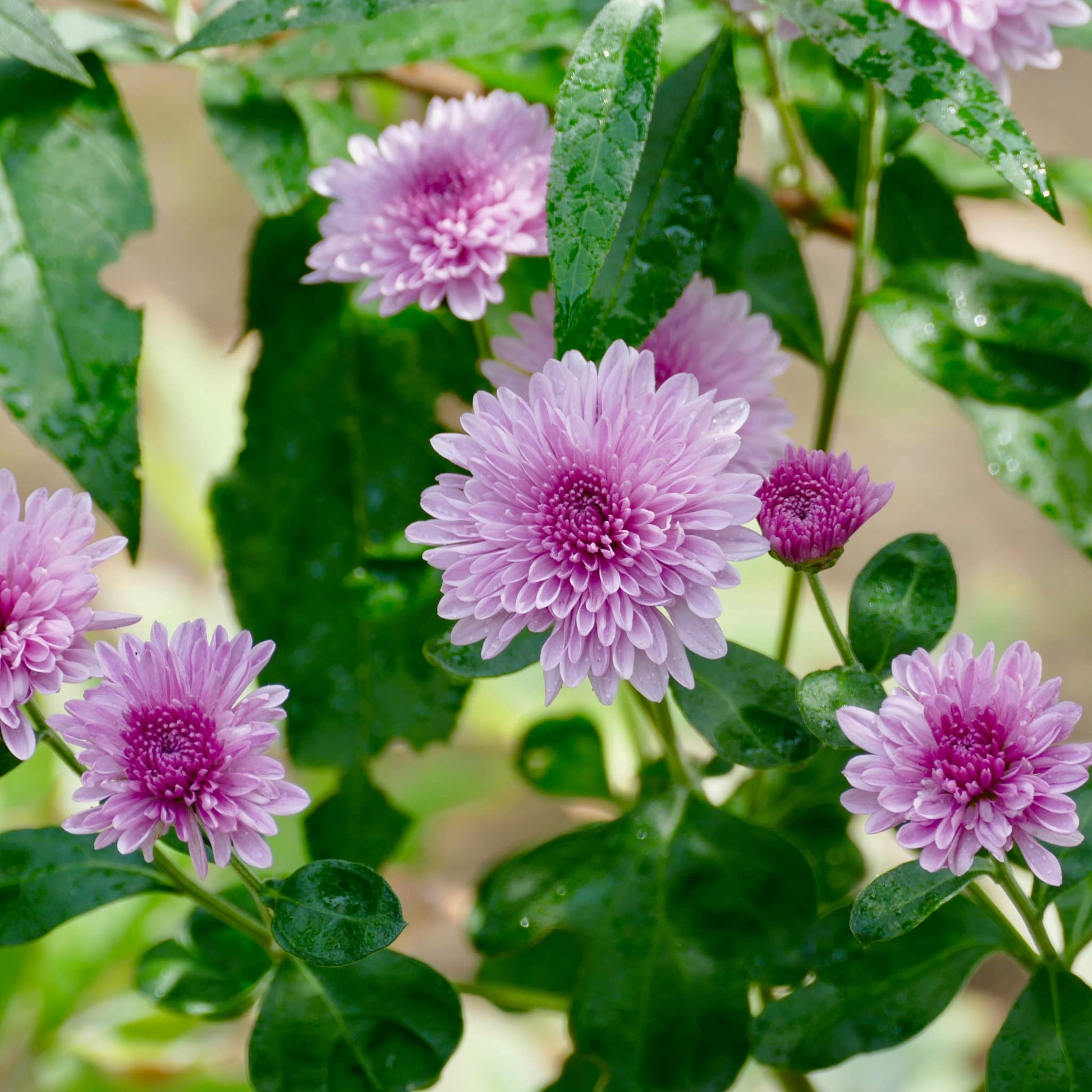 Fresh Chrysanthemum Flower seeds for Planting - Garden Favorite, Heirloom & GMO Free Seeds for Home Garden
