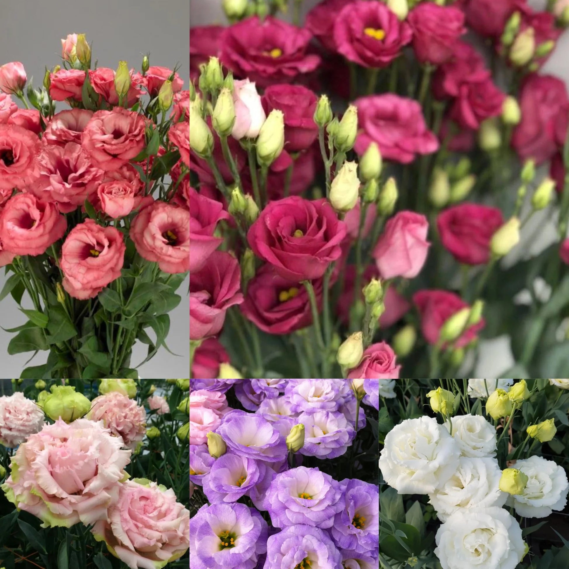 Eustoma Flower Seeds for Planting - Elegant White and Pink Blooms for Your Garden