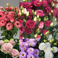Eustoma Flower Seeds for Planting - Elegant White and Pink Blooms for Your Garden