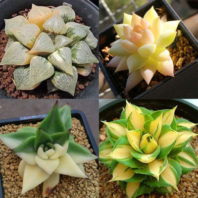 100 Pcs