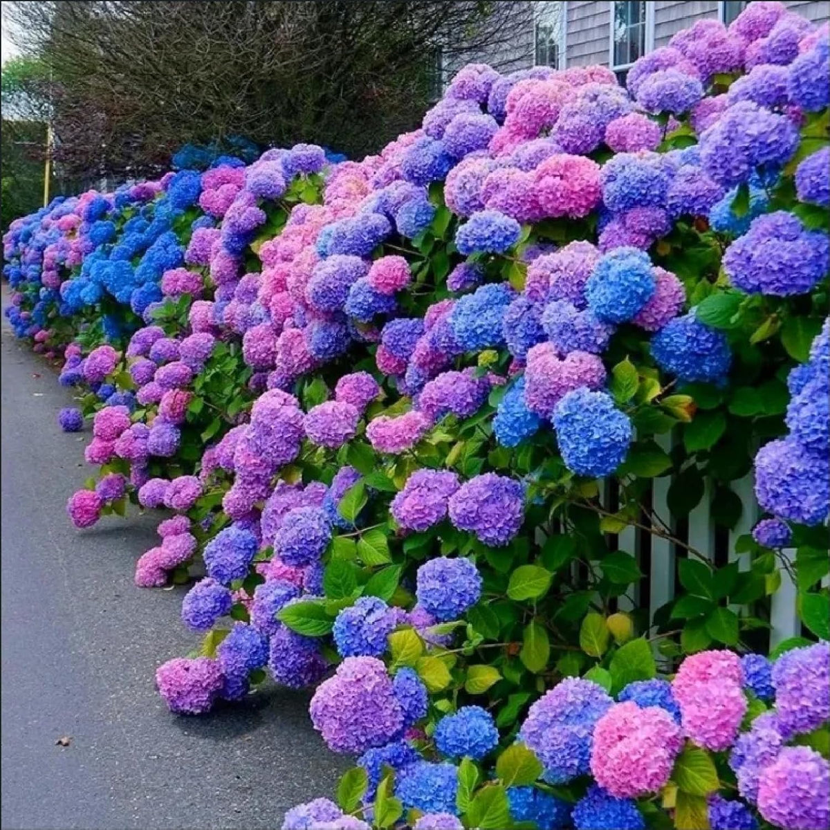 Blue,Pink,Purple Hydrangea Flower seeds for Planting - Shade Tolerant, Heirloom & GMO Free Seeds for Home Garden
 
 Sale seeds for home garden