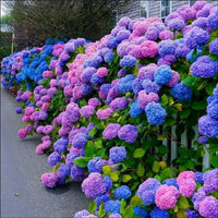 Mixed Hydrangea Flower seeds for Planting Perfect for Borders Heirloom & GMO Free Seeds for Home Garden 
 
 Sale