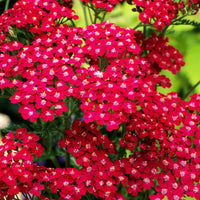 Red Yarrow Flower seeds for Planting - Cottage Garden Essential, Heirloom & GMO Free Seeds for Home Garden
