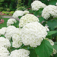 Hydrangea Flower seeds for Planting - Premium Quality, Heirloom & GMO Free Seeds for Home Garden