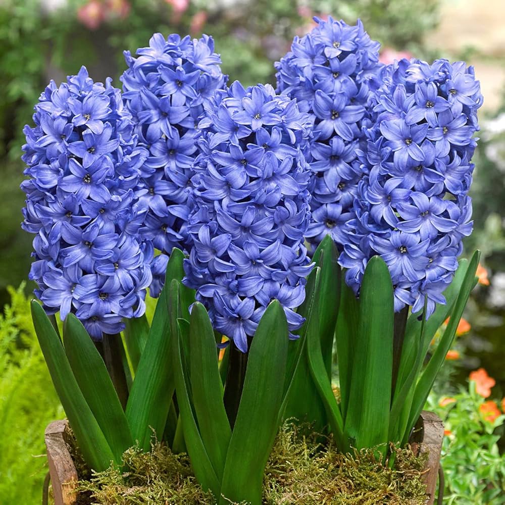 Purple Hyacinthus Orientalis Flower seeds for Planting - Easy to Grow, Heirloom & GMO Free Seeds for Home Garden