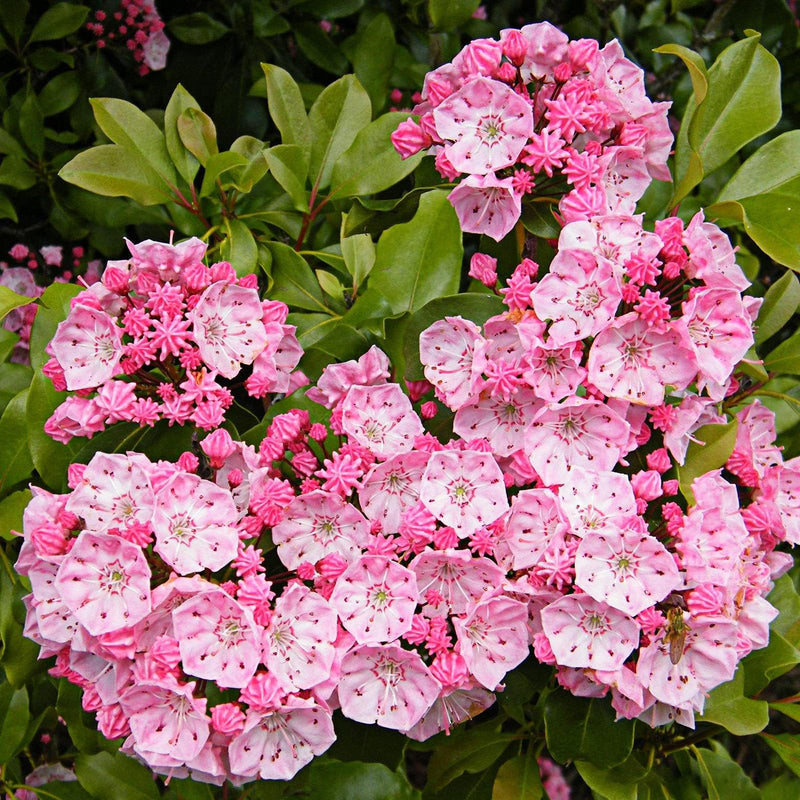 Pink Laurel Seeds for Planting - Elegant Pink Blooms for Garden and Borders