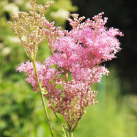 Queen of the Prairie Wildflower Seeds for Native Garden Beauty