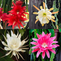 MultiColored Epiphyllum Oxypetalum Flower Seeds – Heirloom NonGMO Organic Garden Seeds with High Germination
 
 Sale