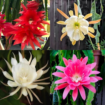 MultiColored Epiphyllum Oxypetalum Flower Seeds – Heirloom NonGMO Organic Garden Seeds with High Germination
 
 Sale