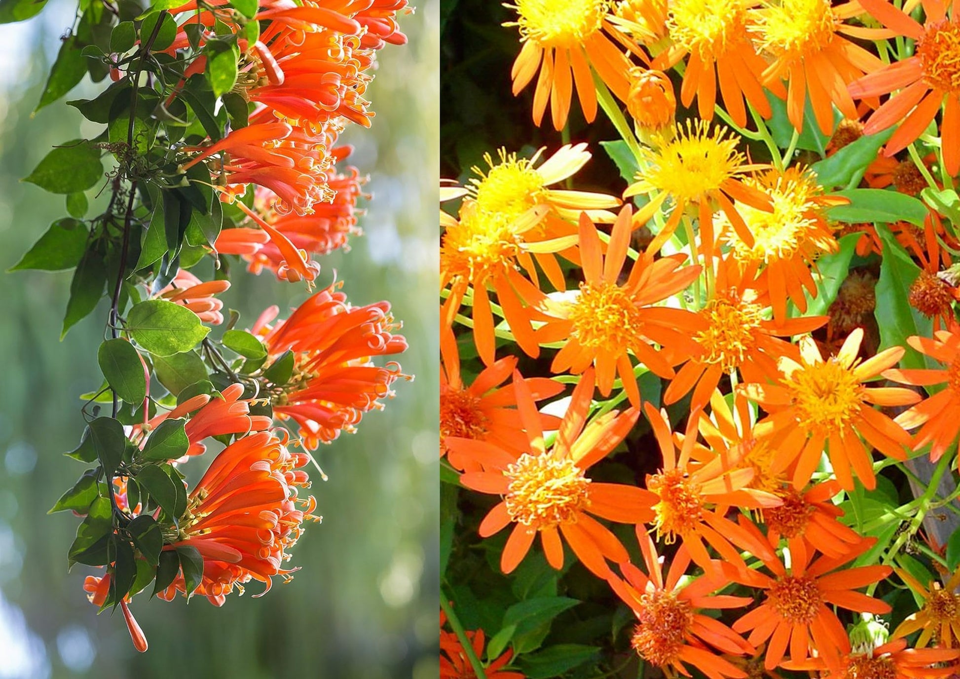 Pyrostegia Venusta Calathea Flower seeds for Planting Cut Flower Favorite Heirloom & GMO Free Seeds for Home Garden