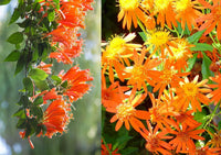Pyrostegia Venusta Calathea Flower seeds for Planting Cut Flower Favorite Heirloom & GMO Free Seeds for Home Garden