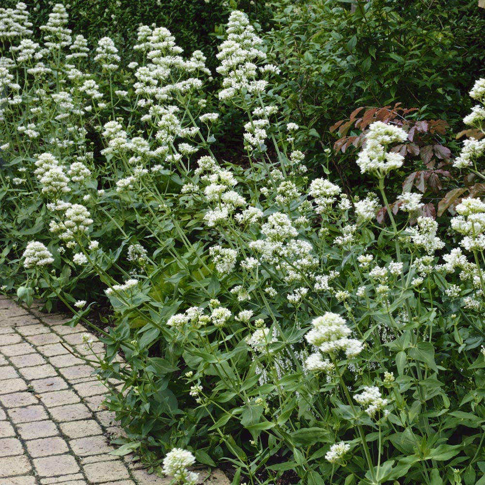 White Jupiter’s Beard Seeds – Centranthus Perennial Flowers for Pollinators