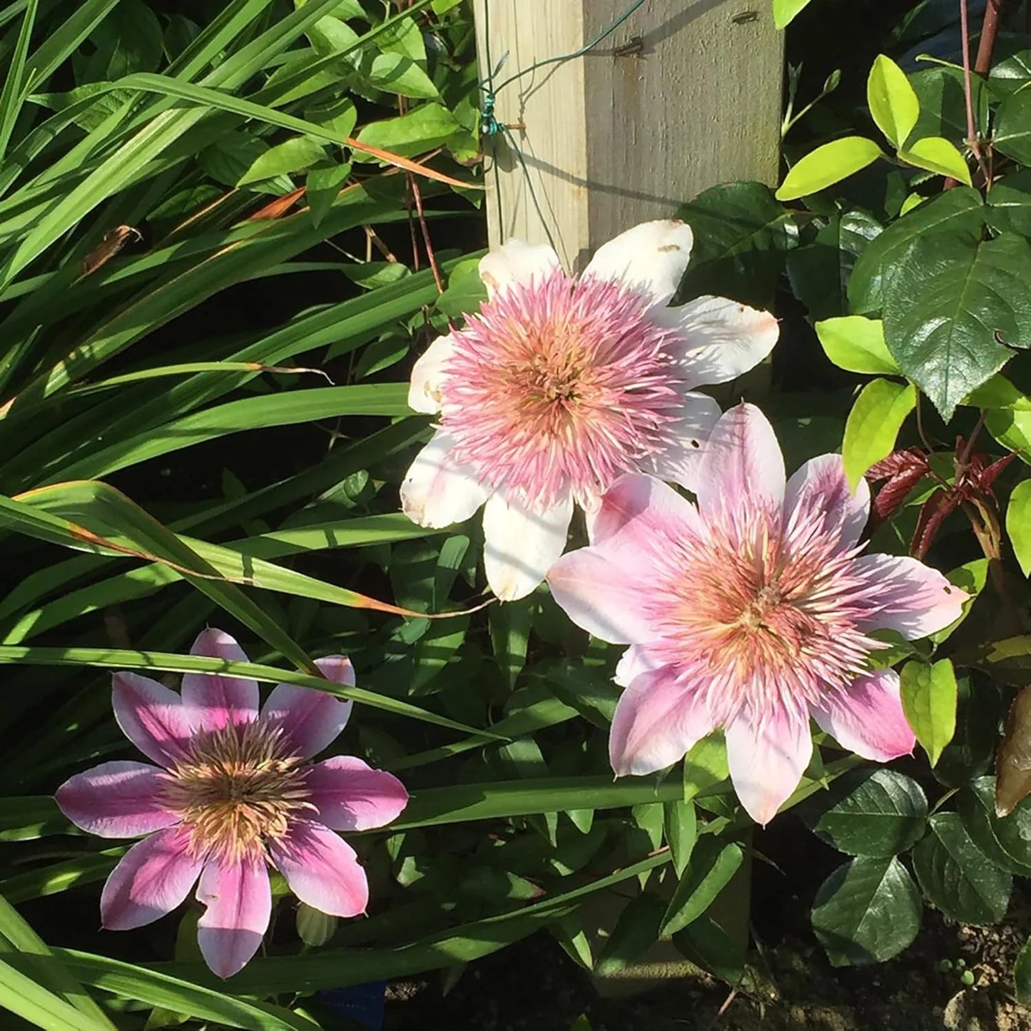 Baby Pink Clematis Flower Seeds for Planting Drought Tolerant Heirloom & GMO Free Seeds for Home Garden
 
 Sale
