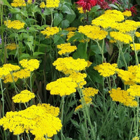 Yarrow Achillea millefolium Flower Seeds for Planting
