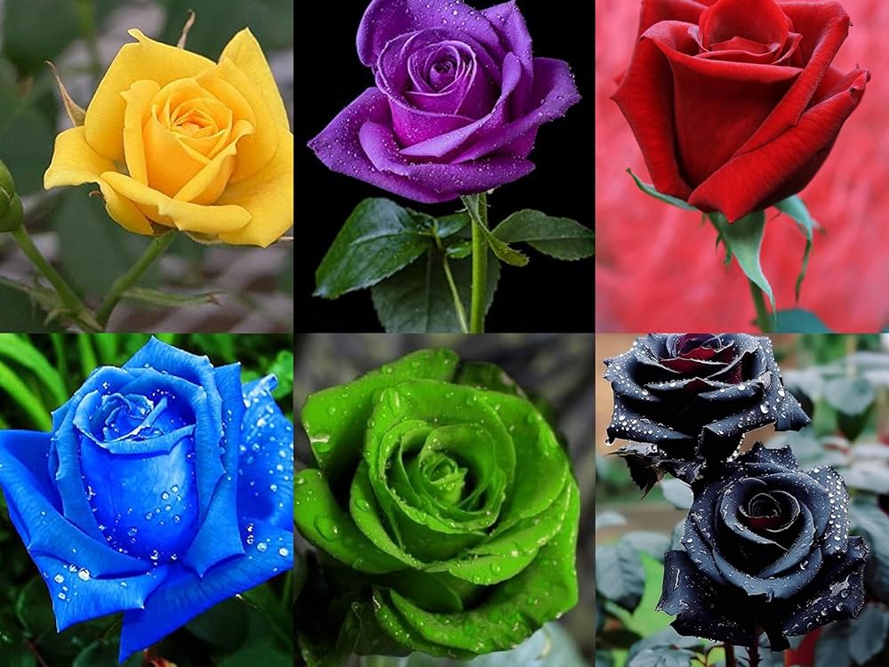 Violet MultiColor Rose Flower Seeds for Planting Easy to Grow Heirloom & GMO Free Seeds for Home Garden
 
 Sale