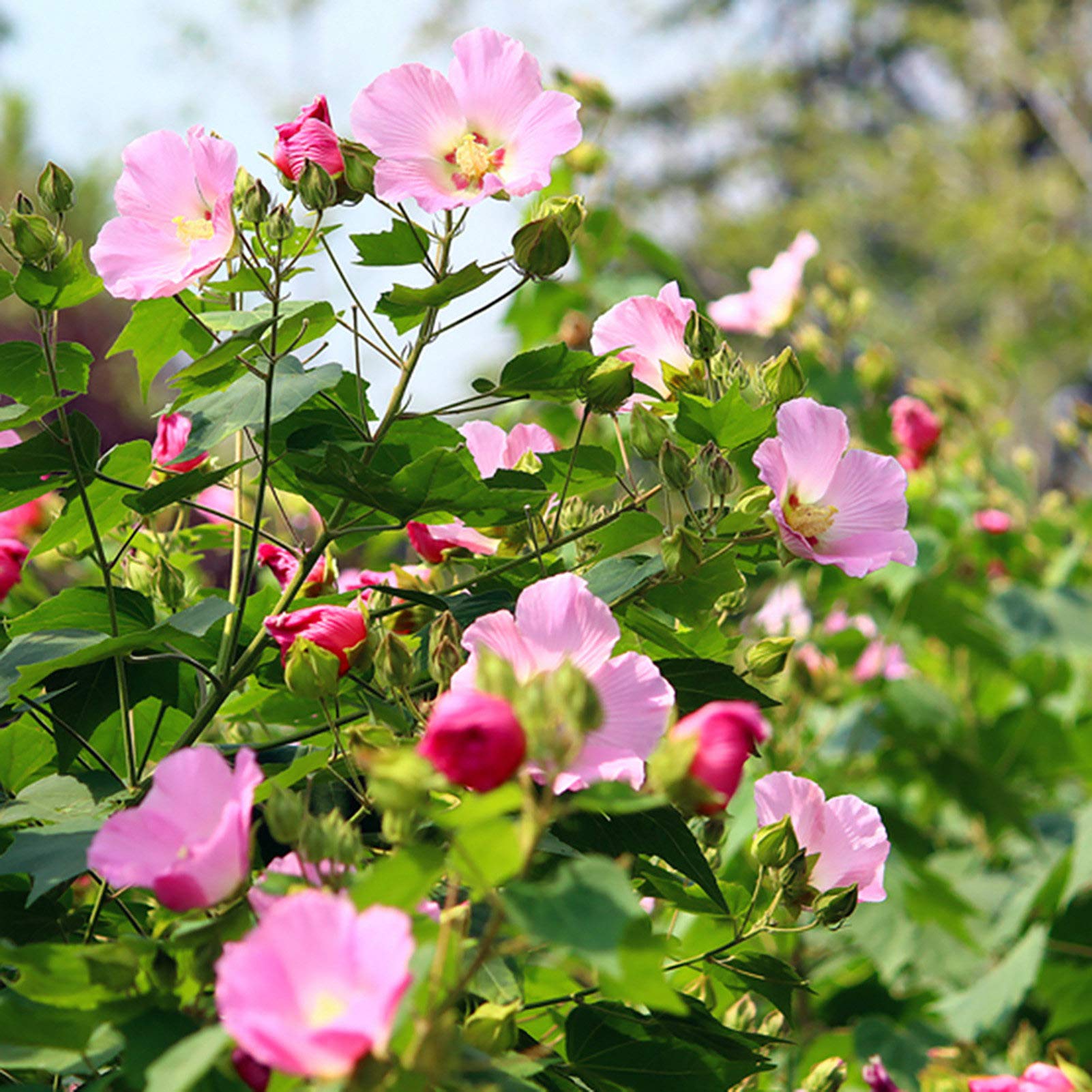 Pale Pink Hibiscus Flower seeds for Planting Pollinator Friendly Heirloom & GMO Free Seeds for Home Garden 
 
 Sale