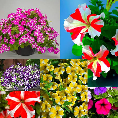 100 Pcs