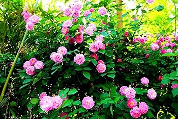 Pink Away Rose Flower Seeds for Planting Compact Growth Heirloom & GMO Free Seeds for Home Garden
 
 Sale