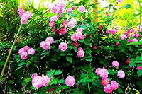 Pink Away Rose Flower Seeds for Planting Compact Growth Heirloom & GMO Free Seeds for Home Garden
 
 Sale