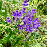 Heirloom Scutellaria Flower seeds for Planting Drought Tolerant Heirloom & GMO Free Seeds for Home Garden