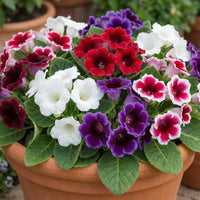 Mix Color Gloxinia Flower seeds for Planting Compact Growth Heirloom & GMO Free Seeds for Home Garden
 
 Sale