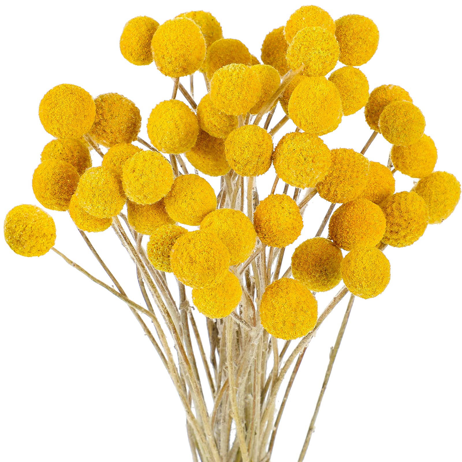 Yellow Balls or Craspedia Flower seeds for Planting - Seasonal Bloomer, Heirloom & GMO Free Seeds for Home Garden