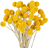Yellow Balls or Craspedia Flower seeds for Planting - Seasonal Bloomer, Heirloom & GMO Free Seeds for Home Garden