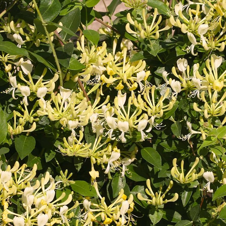 White Cape Honeysuckle Flower seeds for Planting - Vibrant Colors, Heirloom & GMO Free Seeds for Home Garden