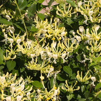 White Cape Honeysuckle Flower seeds for Planting - Vibrant Colors, Heirloom & GMO Free Seeds for Home Garden
