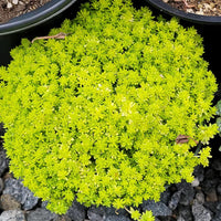 Green Cascade Flower seeds for Planting Perfect for Borders Heirloom & GMO Free Seeds for Home Garden