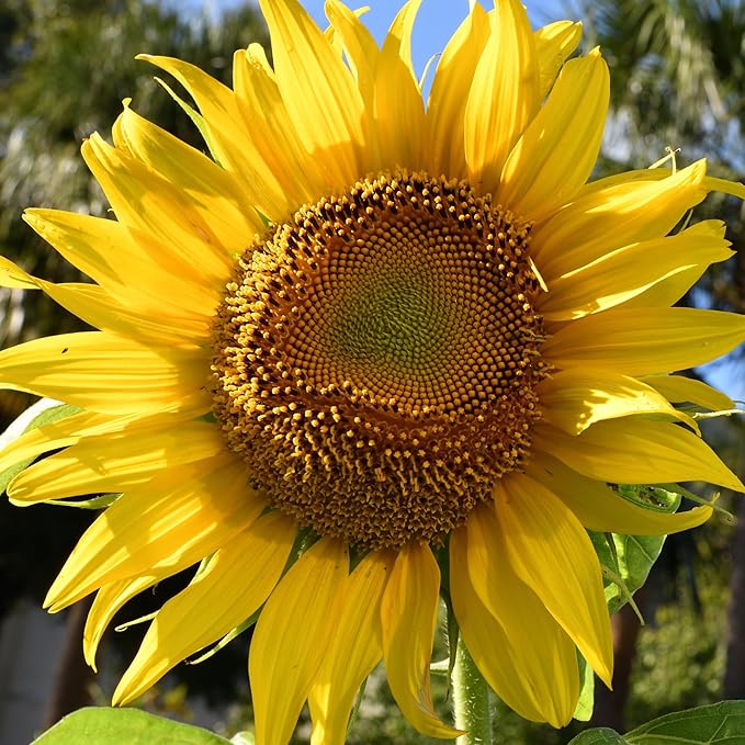 Mammoth Sunflower Seeds for Planting flower bed