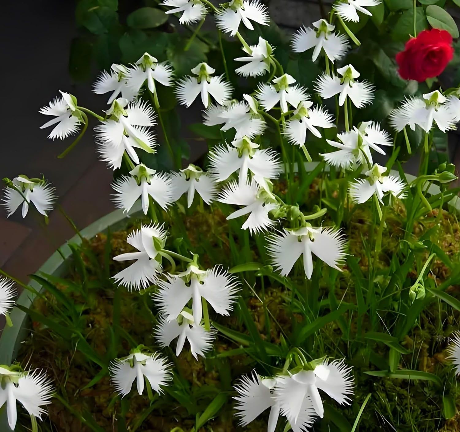 Egret Flower seeds for Planting Sun Loving Heirloom & GMO Free Seeds for Home Garden