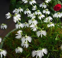Egret Flower seeds for Planting Sun Loving Heirloom & GMO Free Seeds for Home Garden